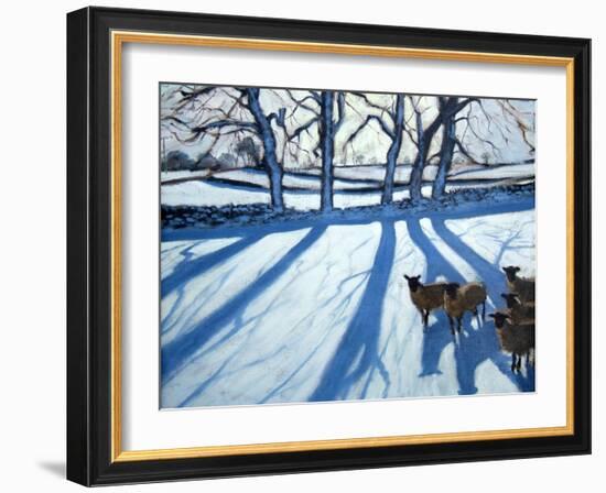 Sheep in Snow, Derbyshire-Andrew Macara-Framed Giclee Print