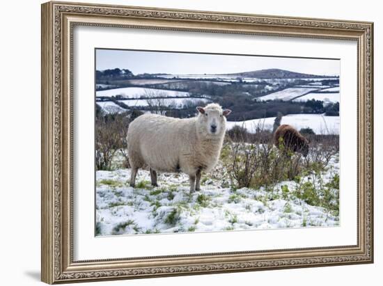 Sheep in Snow-null-Framed Photographic Print