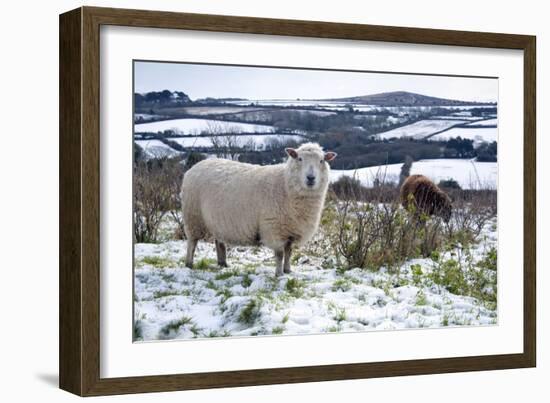 Sheep in Snow-null-Framed Photographic Print