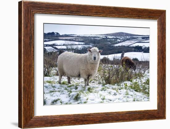 Sheep in Snow-null-Framed Photographic Print