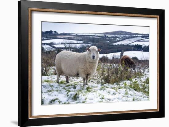 Sheep in Snow-null-Framed Photographic Print