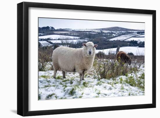 Sheep in Snow-null-Framed Photographic Print