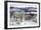 Sheep in Snow-null-Framed Photographic Print