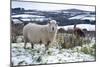 Sheep in Snow-null-Mounted Photographic Print