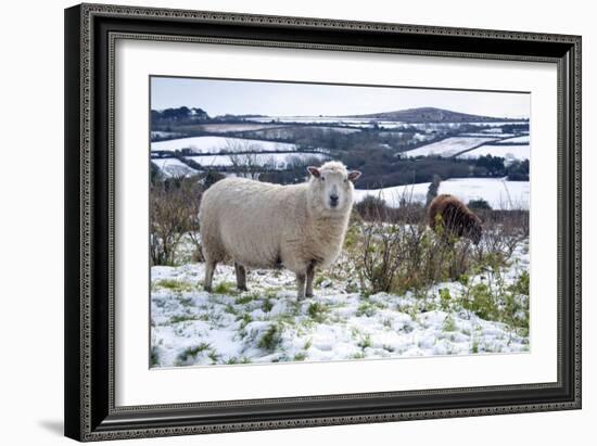 Sheep in Snow-null-Framed Photographic Print