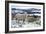 Sheep in Snow-null-Framed Photographic Print