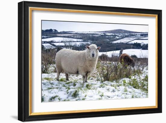 Sheep in Snow-null-Framed Photographic Print