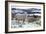 Sheep in Snow-null-Framed Photographic Print