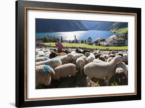 Sheep in the Alps Between South Tyrol, Italy, and North Tyrol, Austria-Martin Zwick-Framed Photographic Print