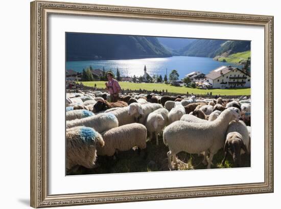 Sheep in the Alps Between South Tyrol, Italy, and North Tyrol, Austria-Martin Zwick-Framed Photographic Print