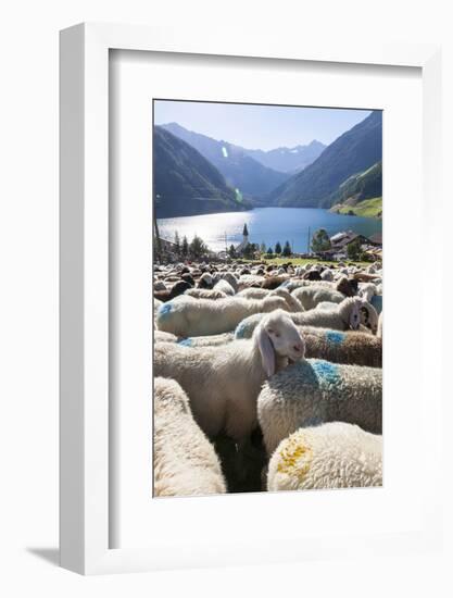 Sheep in the Alps Between South Tyrol, Italy, and North Tyrol, Austria-Martin Zwick-Framed Photographic Print