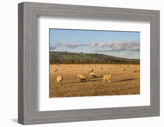 Sheep in the Cotswolds, Tewkesbury, Gloucestershire, England, United Kingdom, Europe-Matthew Williams-Ellis-Framed Photographic Print