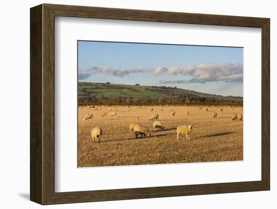 Sheep in the Cotswolds, Tewkesbury, Gloucestershire, England, United Kingdom, Europe-Matthew Williams-Ellis-Framed Photographic Print