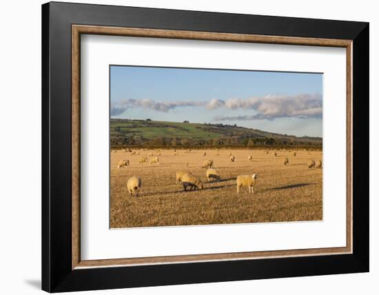 Sheep in the Cotswolds, Tewkesbury, Gloucestershire, England, United Kingdom, Europe-Matthew Williams-Ellis-Framed Photographic Print