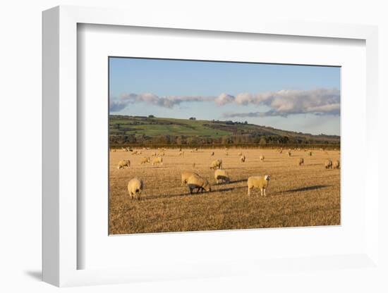 Sheep in the Cotswolds, Tewkesbury, Gloucestershire, England, United Kingdom, Europe-Matthew Williams-Ellis-Framed Photographic Print