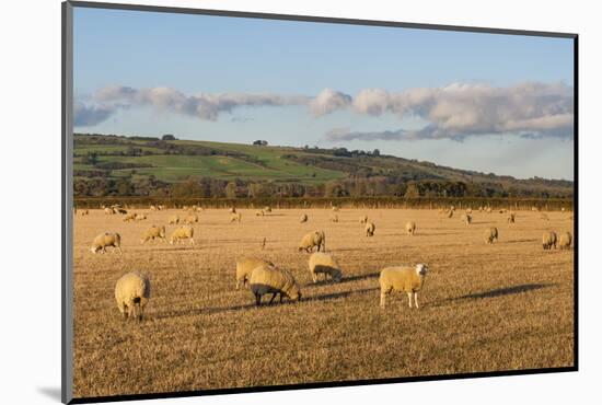 Sheep in the Cotswolds, Tewkesbury, Gloucestershire, England, United Kingdom, Europe-Matthew Williams-Ellis-Mounted Photographic Print