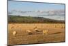 Sheep in the Cotswolds, Tewkesbury, Gloucestershire, England, United Kingdom, Europe-Matthew Williams-Ellis-Mounted Photographic Print