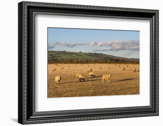 Sheep in the Cotswolds, Tewkesbury, Gloucestershire, England, United Kingdom, Europe-Matthew Williams-Ellis-Framed Photographic Print