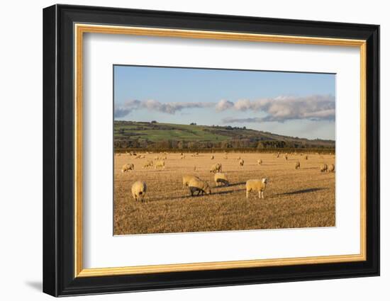 Sheep in the Cotswolds, Tewkesbury, Gloucestershire, England, United Kingdom, Europe-Matthew Williams-Ellis-Framed Photographic Print