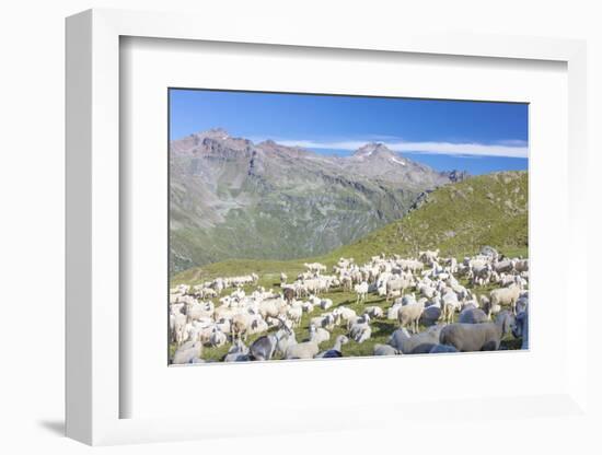 Sheep in the green pastures surrounded by rocky peaks, Val Di Viso, Camonica Valley, province of Br-Roberto Moiola-Framed Photographic Print