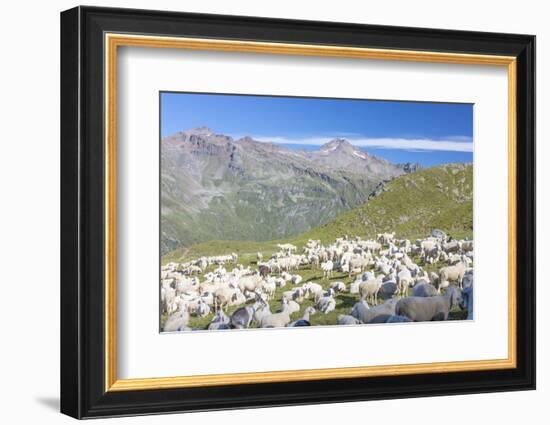 Sheep in the green pastures surrounded by rocky peaks, Val Di Viso, Camonica Valley, province of Br-Roberto Moiola-Framed Photographic Print