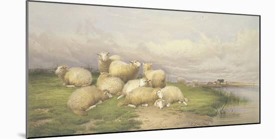 Sheep in the Water Meadows-Thomas Cooper-Mounted Giclee Print