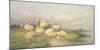 Sheep in the Water Meadows-Thomas Cooper-Mounted Giclee Print