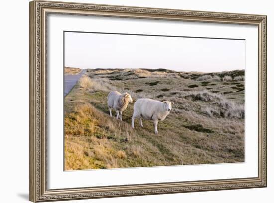 Sheep in the Wayside, List, Island Sylt, Schleswig-Holstein, Germany-Axel Schmies-Framed Photographic Print