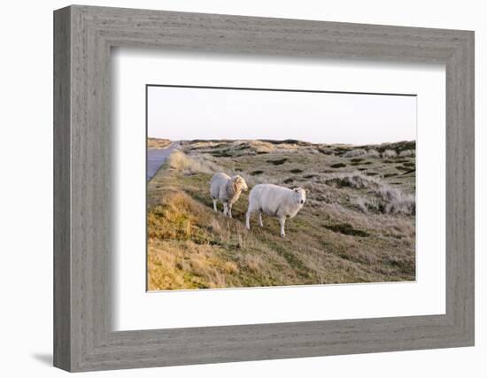 Sheep in the Wayside, List, Island Sylt, Schleswig-Holstein, Germany-Axel Schmies-Framed Photographic Print