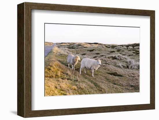 Sheep in the Wayside, List, Island Sylt, Schleswig-Holstein, Germany-Axel Schmies-Framed Photographic Print