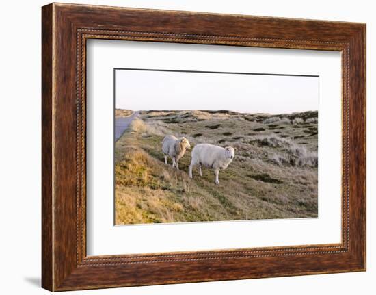 Sheep in the Wayside, List, Island Sylt, Schleswig-Holstein, Germany-Axel Schmies-Framed Photographic Print