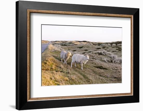 Sheep in the Wayside, List, Island Sylt, Schleswig-Holstein, Germany-Axel Schmies-Framed Photographic Print