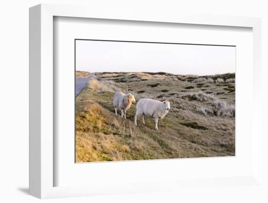 Sheep in the Wayside, List, Island Sylt, Schleswig-Holstein, Germany-Axel Schmies-Framed Photographic Print