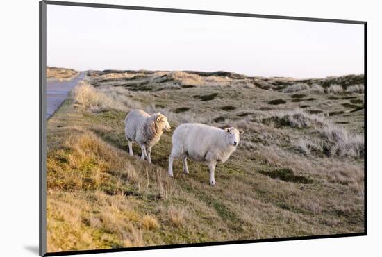 Sheep in the Wayside, List, Island Sylt, Schleswig-Holstein, Germany-Axel Schmies-Mounted Photographic Print