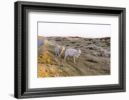Sheep in the Wayside, List, Island Sylt, Schleswig-Holstein, Germany-Axel Schmies-Framed Photographic Print