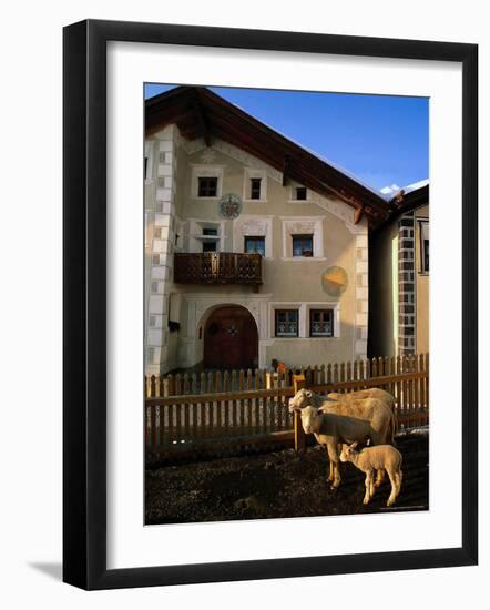 Sheep in Village, Graubunden, Switzerland-Walter Bibikow-Framed Photographic Print