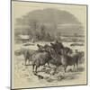 Sheep in Winter Time-Harrison William Weir-Mounted Giclee Print