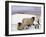 Sheep in Winter-Margaret Loxton-Framed Giclee Print