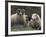 Sheep, Isle of Skye, Scotland-Art Wolfe-Framed Photographic Print