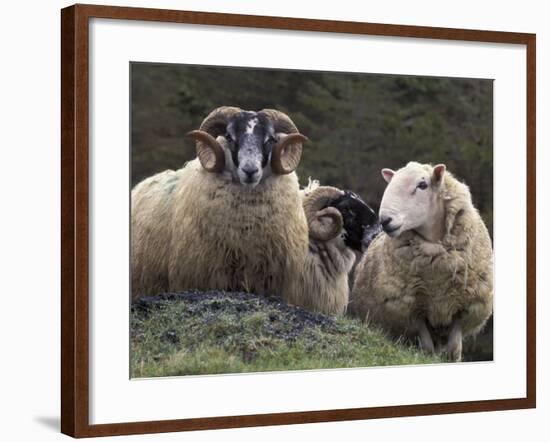 Sheep, Isle of Skye, Scotland-Art Wolfe-Framed Photographic Print