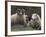 Sheep, Isle of Skye, Scotland-Art Wolfe-Framed Photographic Print