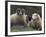 Sheep, Isle of Skye, Scotland-Art Wolfe-Framed Photographic Print