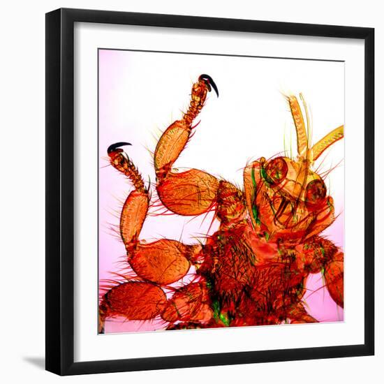 Sheep Ked-Dr. Keith Wheeler-Framed Premium Photographic Print