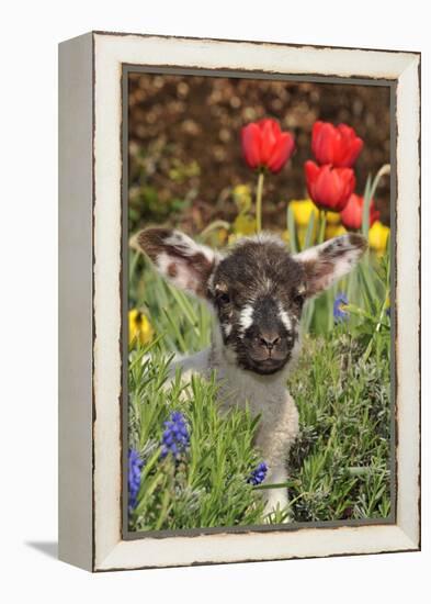 Sheep Lamb in Spring Flowers-null-Framed Premier Image Canvas