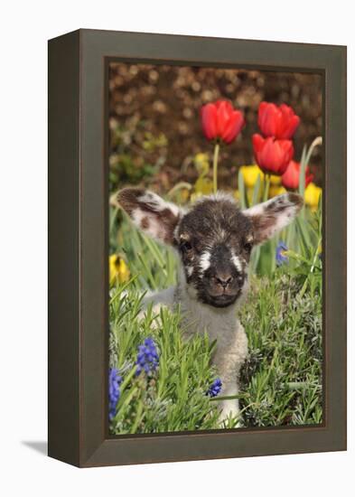 Sheep Lamb in Spring Flowers-null-Framed Premier Image Canvas