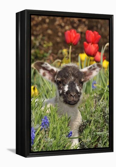 Sheep Lamb in Spring Flowers-null-Framed Premier Image Canvas