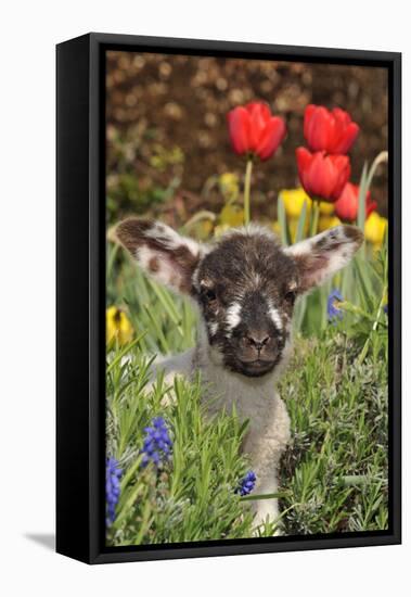 Sheep Lamb in Spring Flowers-null-Framed Premier Image Canvas