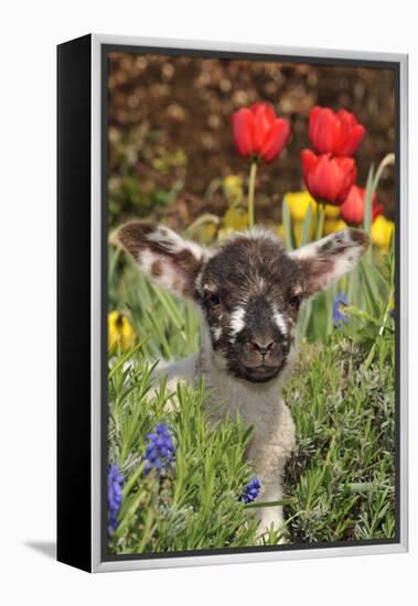 Sheep Lamb in Spring Flowers-null-Framed Premier Image Canvas