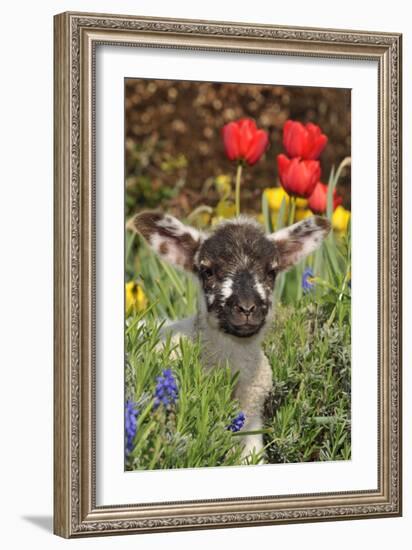 Sheep Lamb in Spring Flowers-null-Framed Photographic Print