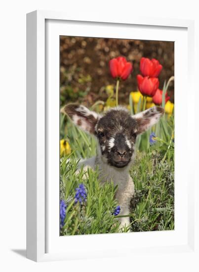 Sheep Lamb in Spring Flowers-null-Framed Photographic Print